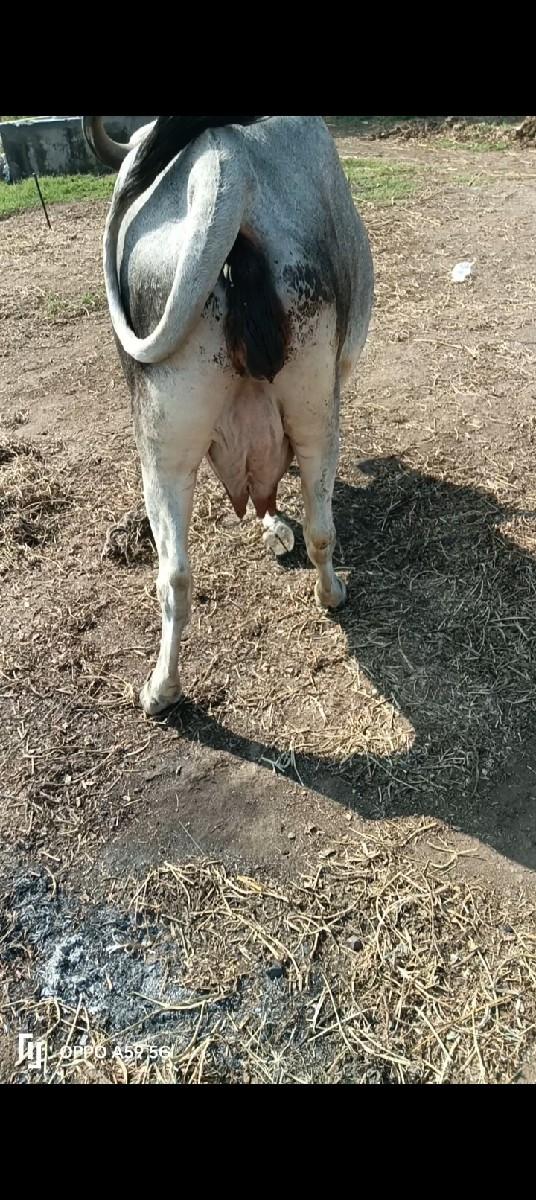 ગાય વેચવાની છે વીયાસેહવે