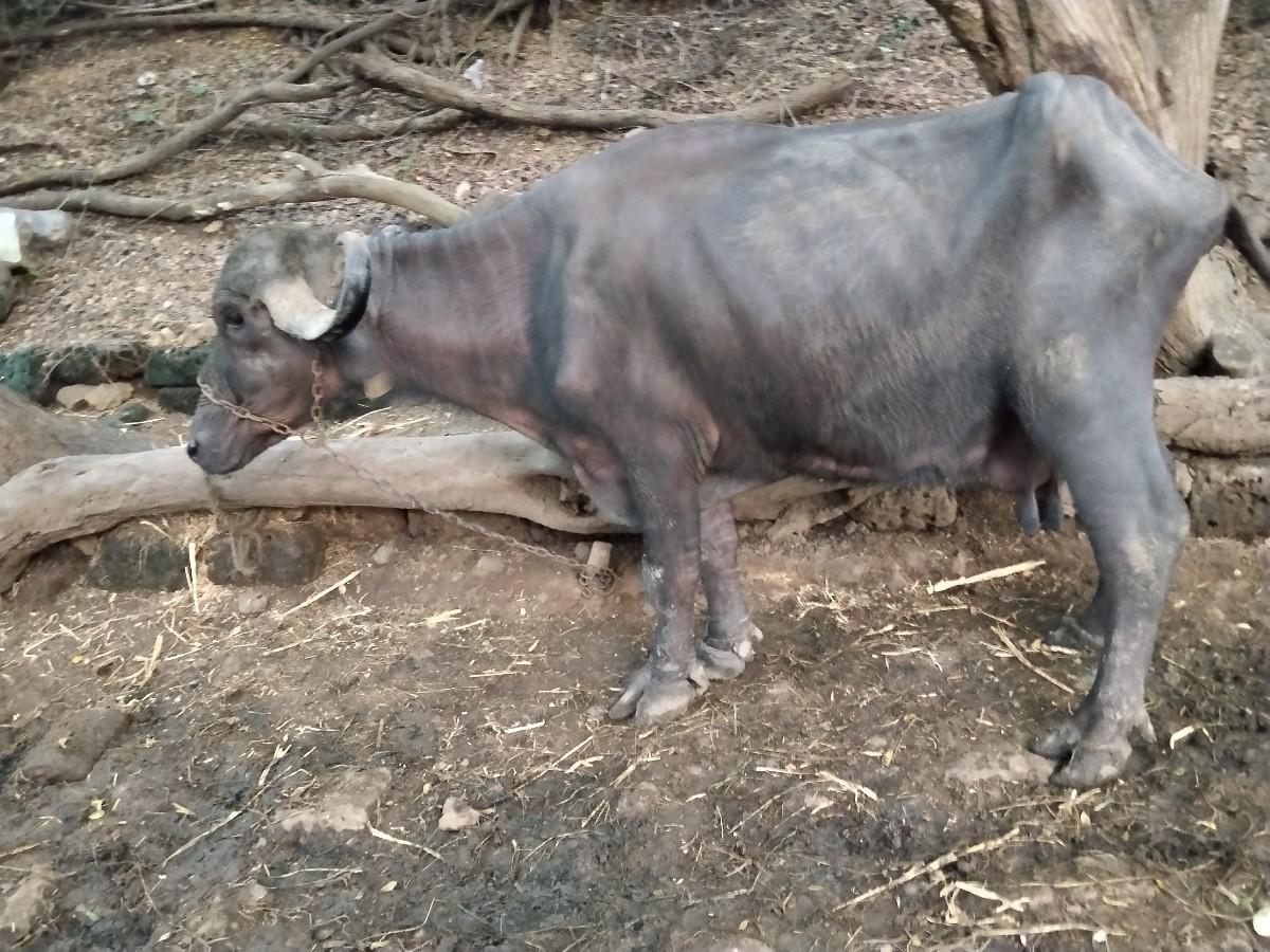 થંબનેલ 2