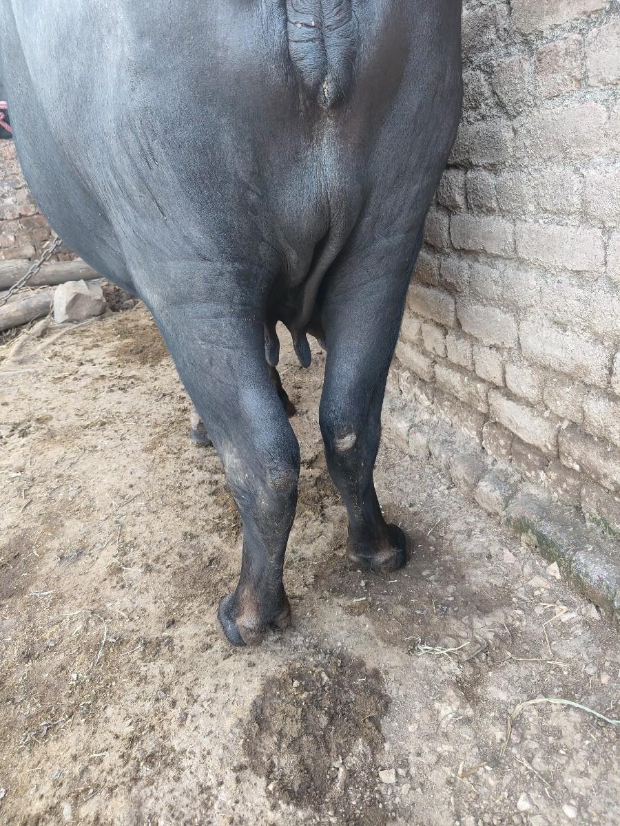 થંબનેલ 3