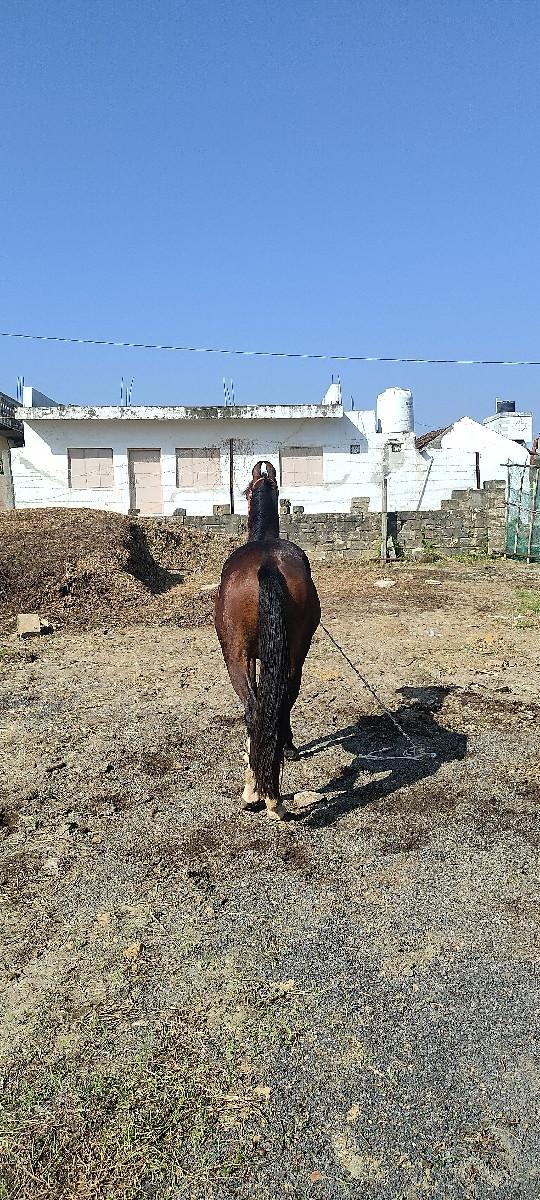 વછેરી વેચવાની છે