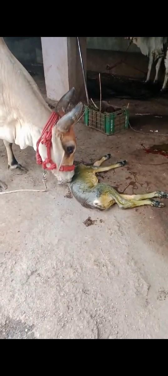 થંબનેલ 3