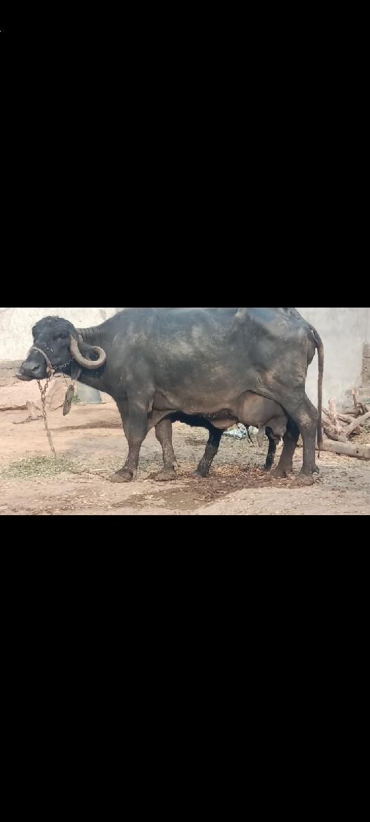 થંબનેલ 3