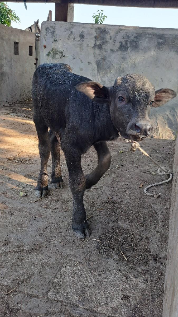 પાડો જાફરા બાધી