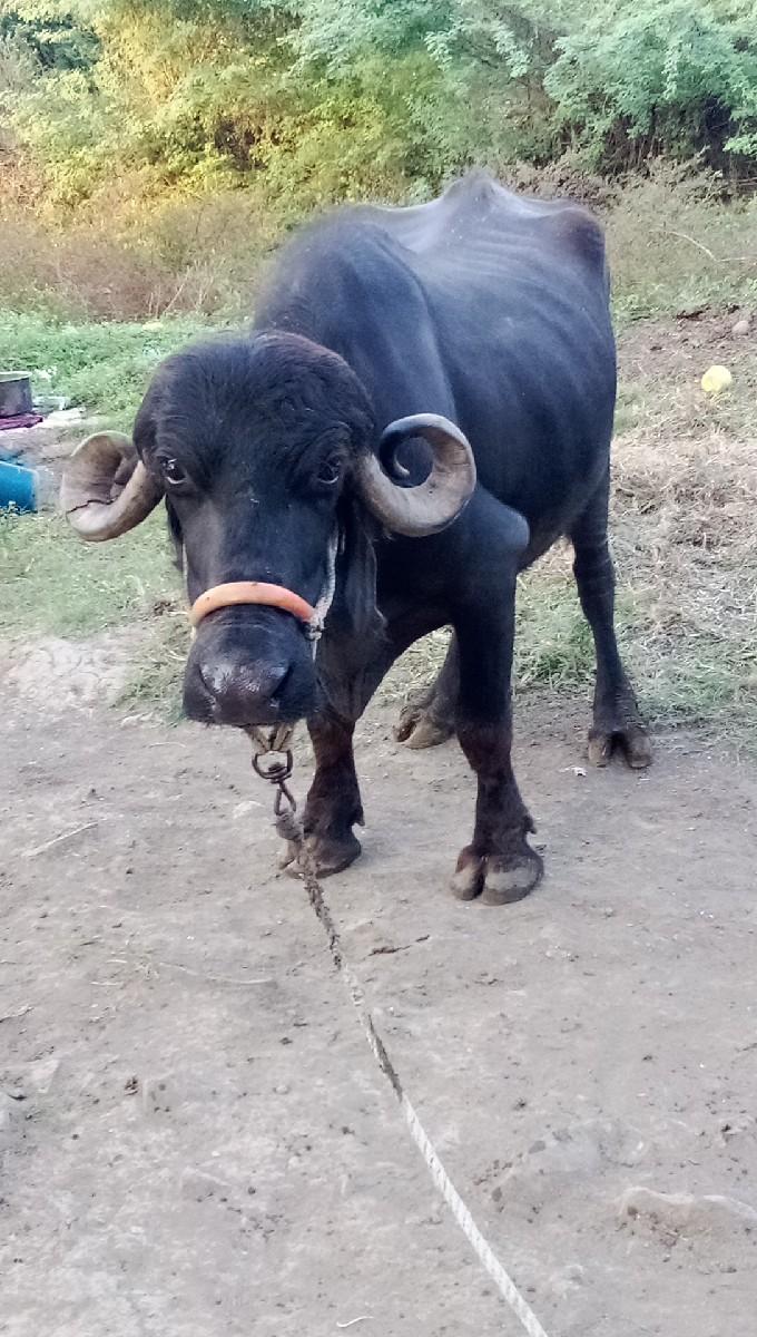 થંબનેલ 3