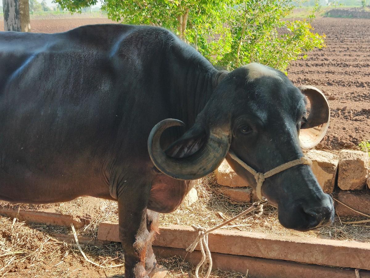 જાફરાબાદી પેલું વેતર ખડેલી