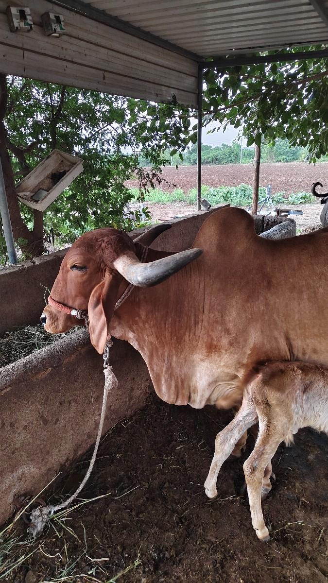 થંબનેલ 3