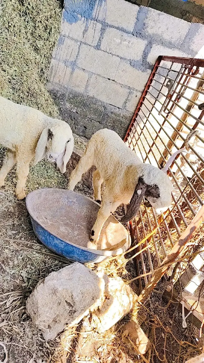 થંબનેલ 3