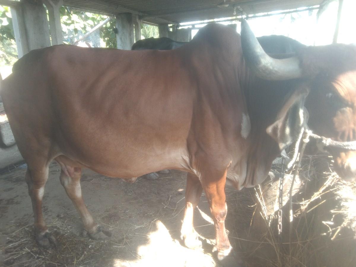 થંબનેલ 3