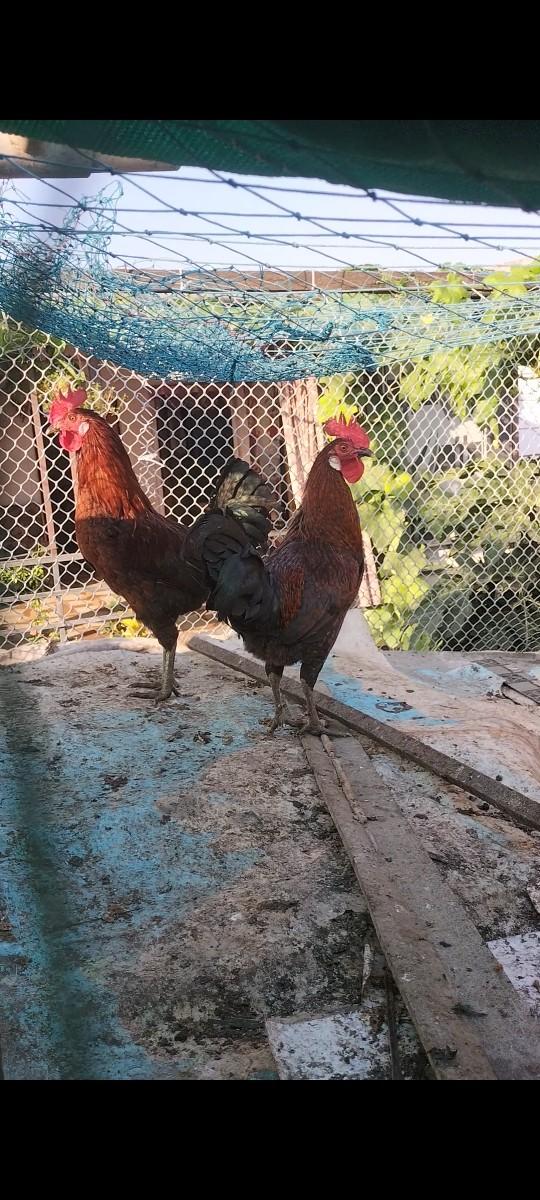 થંબનેલ 2