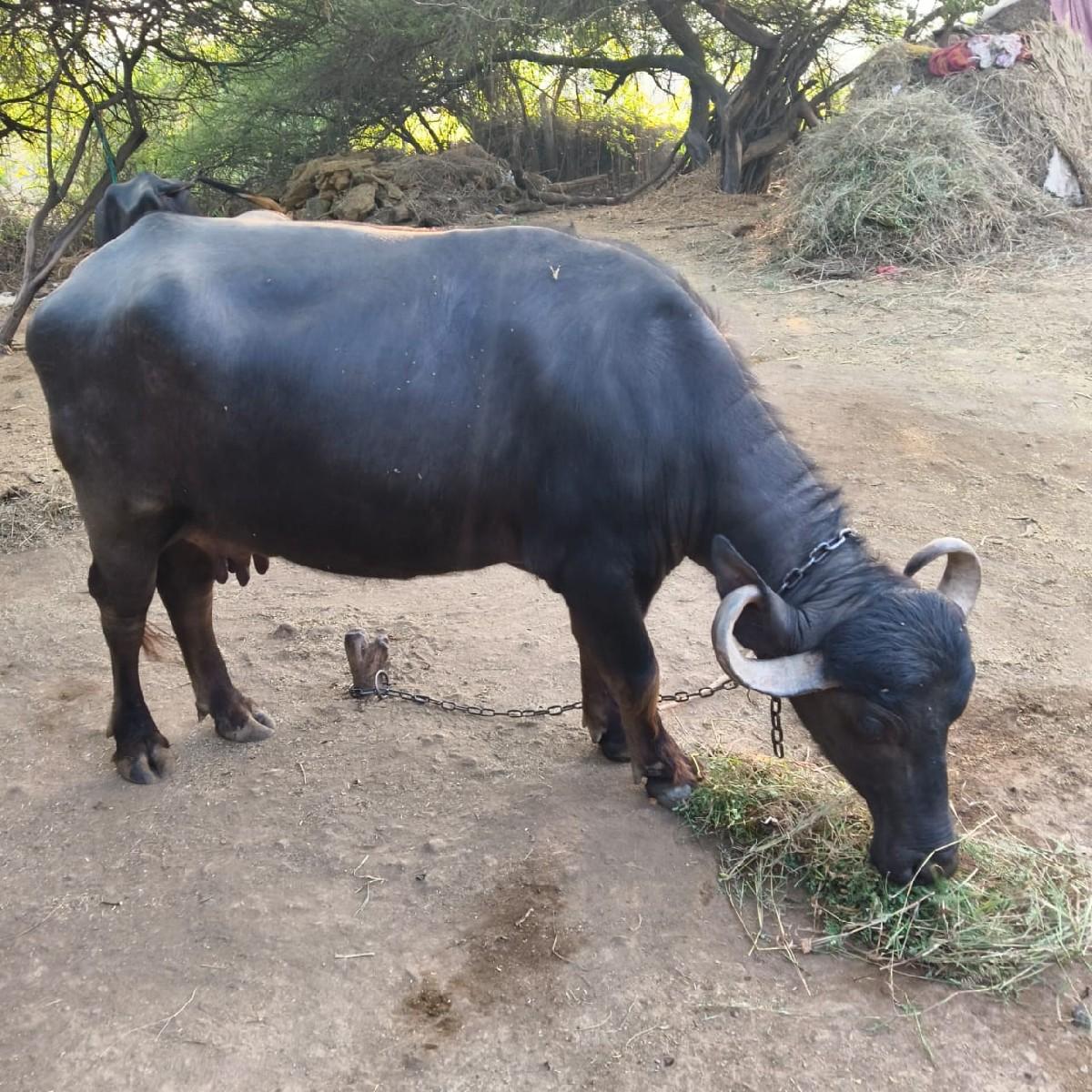 થંબનેલ 3