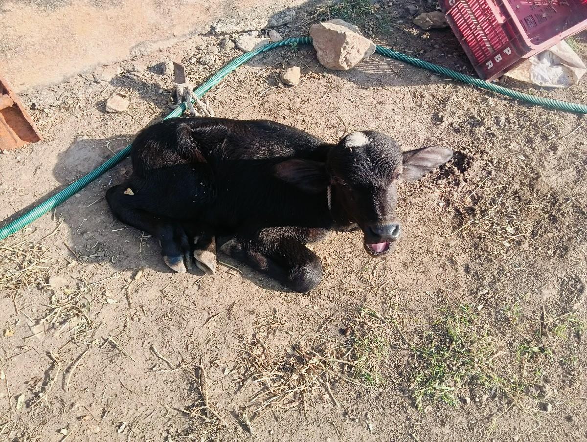 થંબનેલ 2