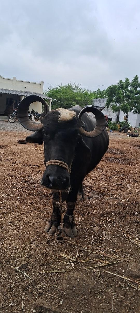 થંબનેલ 3