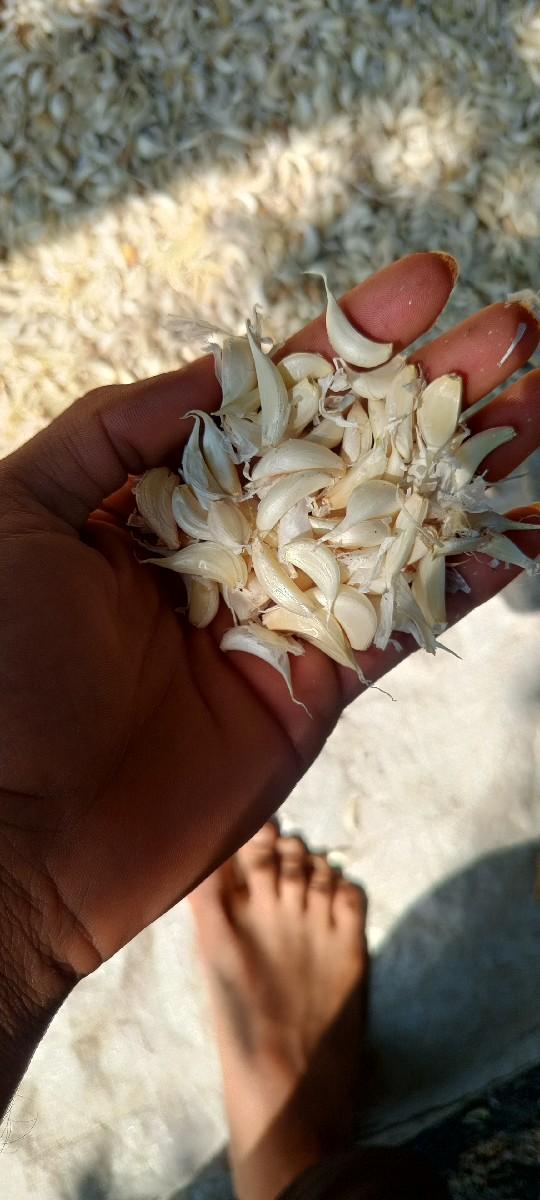 લસણ બેસવાનું સે