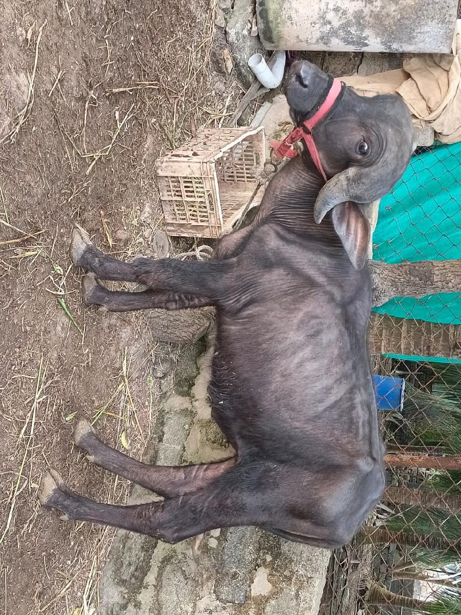 થંબનેલ 2