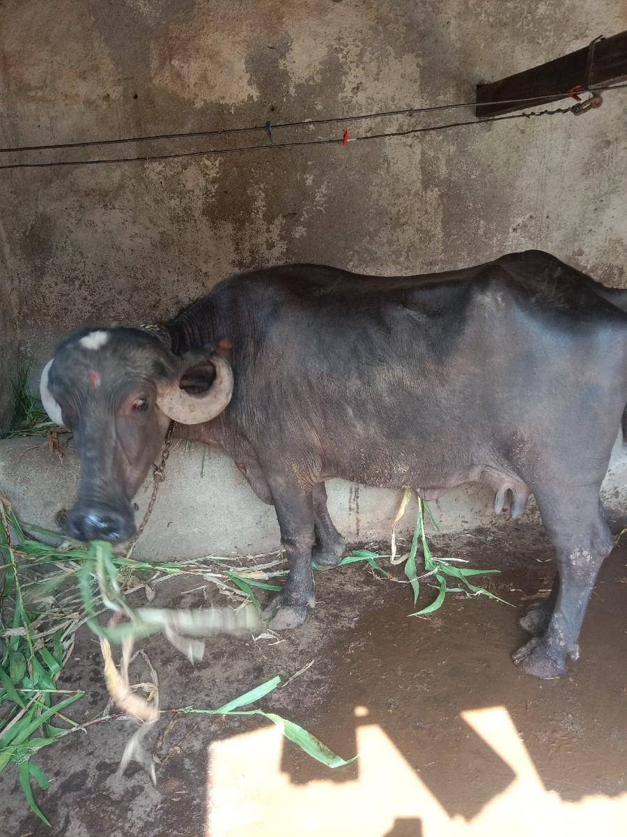 વેચવાની