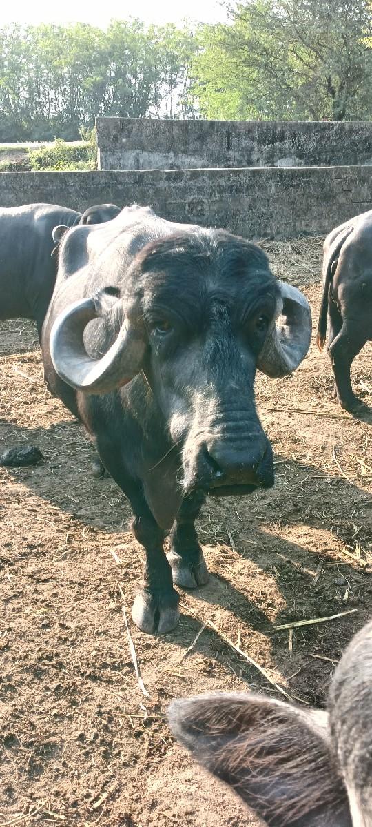 વેચવા ની છે.