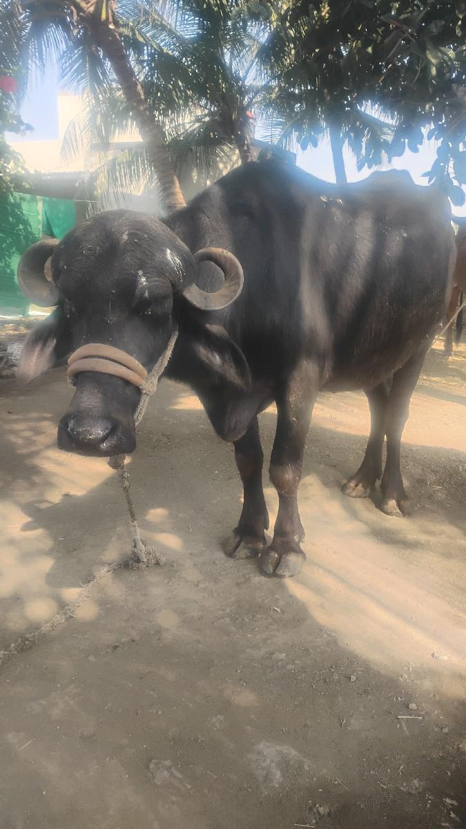 ખડેલી પેલું વેતર