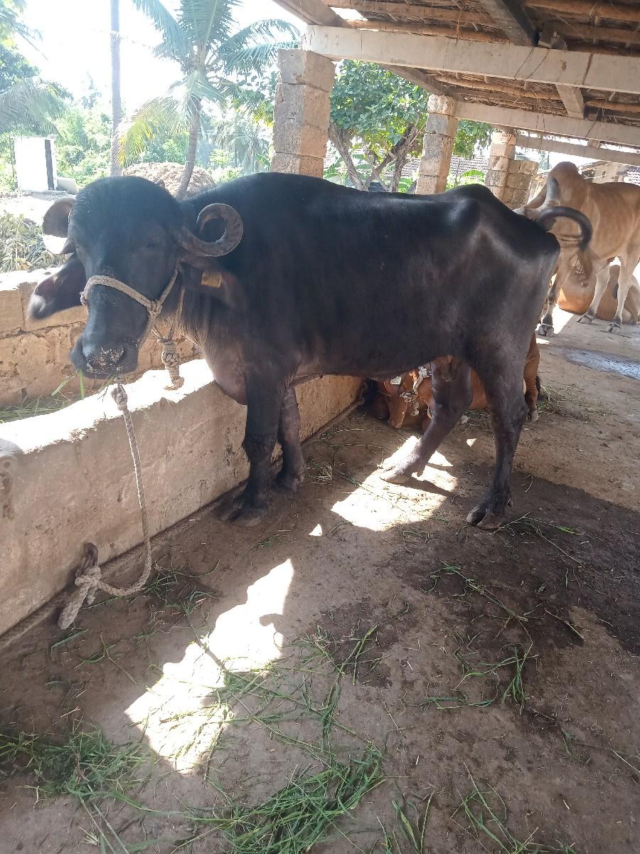 પેલુ વેતર ખડેલી વેચવાની છે