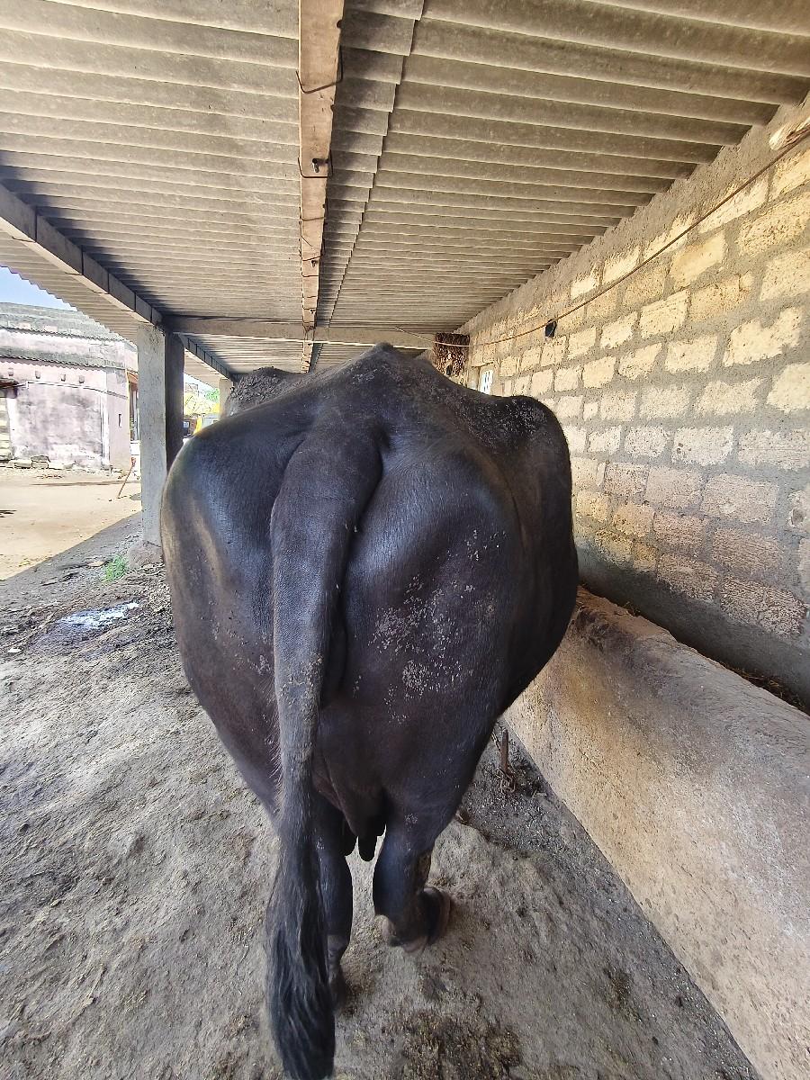 થંબનેલ 2