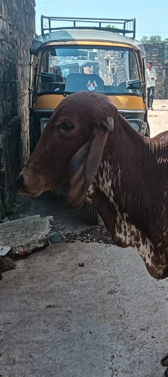 થંબનેલ 3