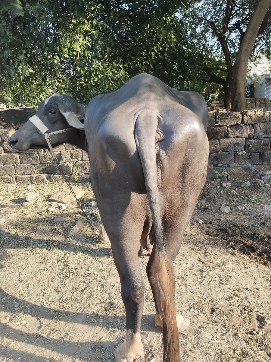 થંબનેલ 3