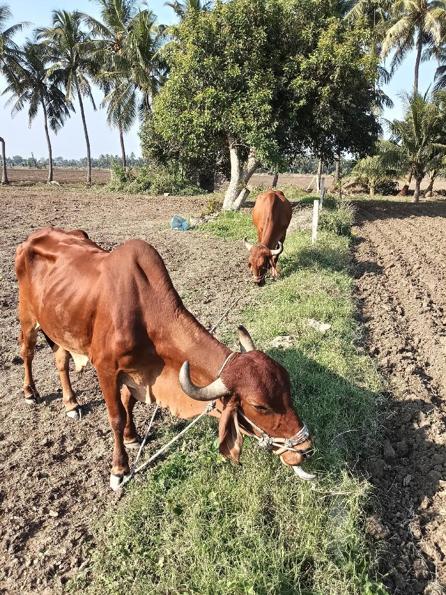 બળધ વેચવા ના છે