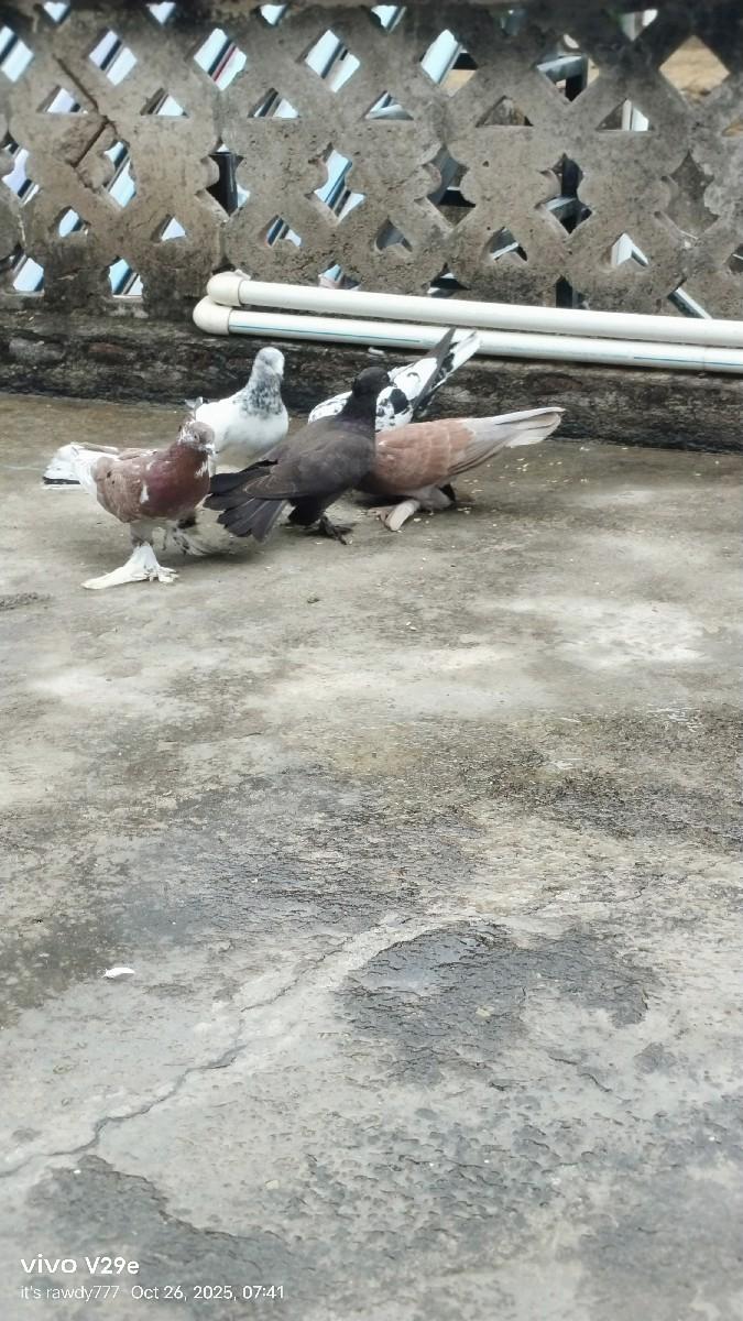 થંબનેલ 3