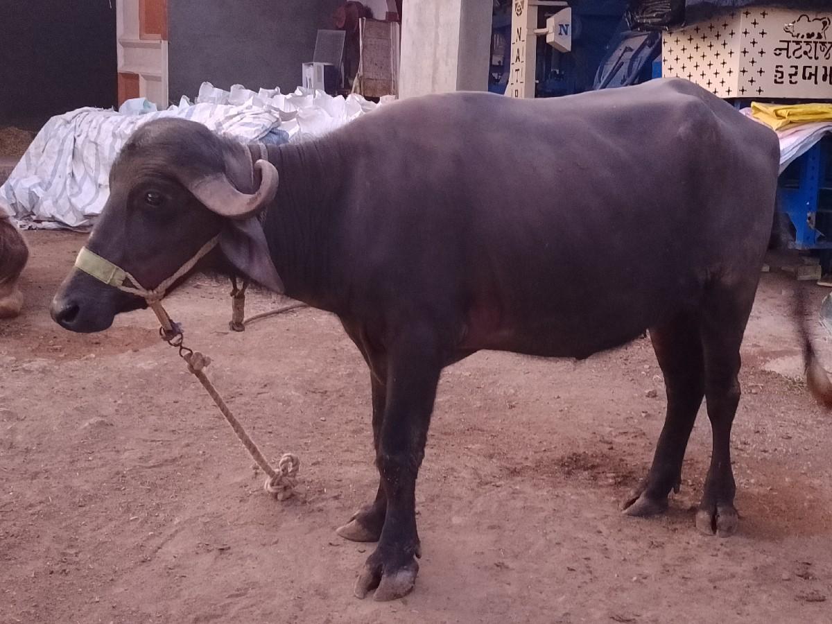 bhesh ne khadelu vechva nu se