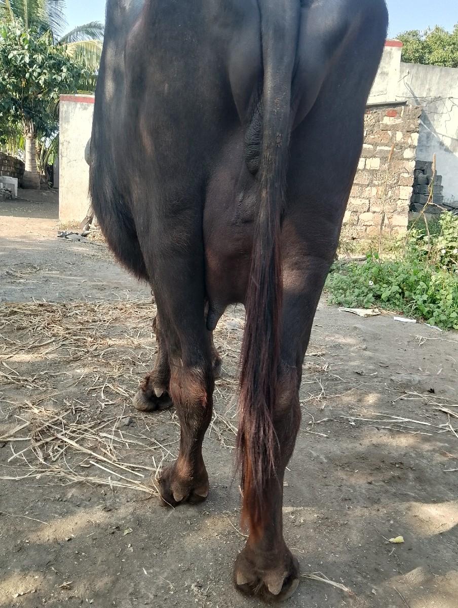 ભેંસ વેચવાની છે