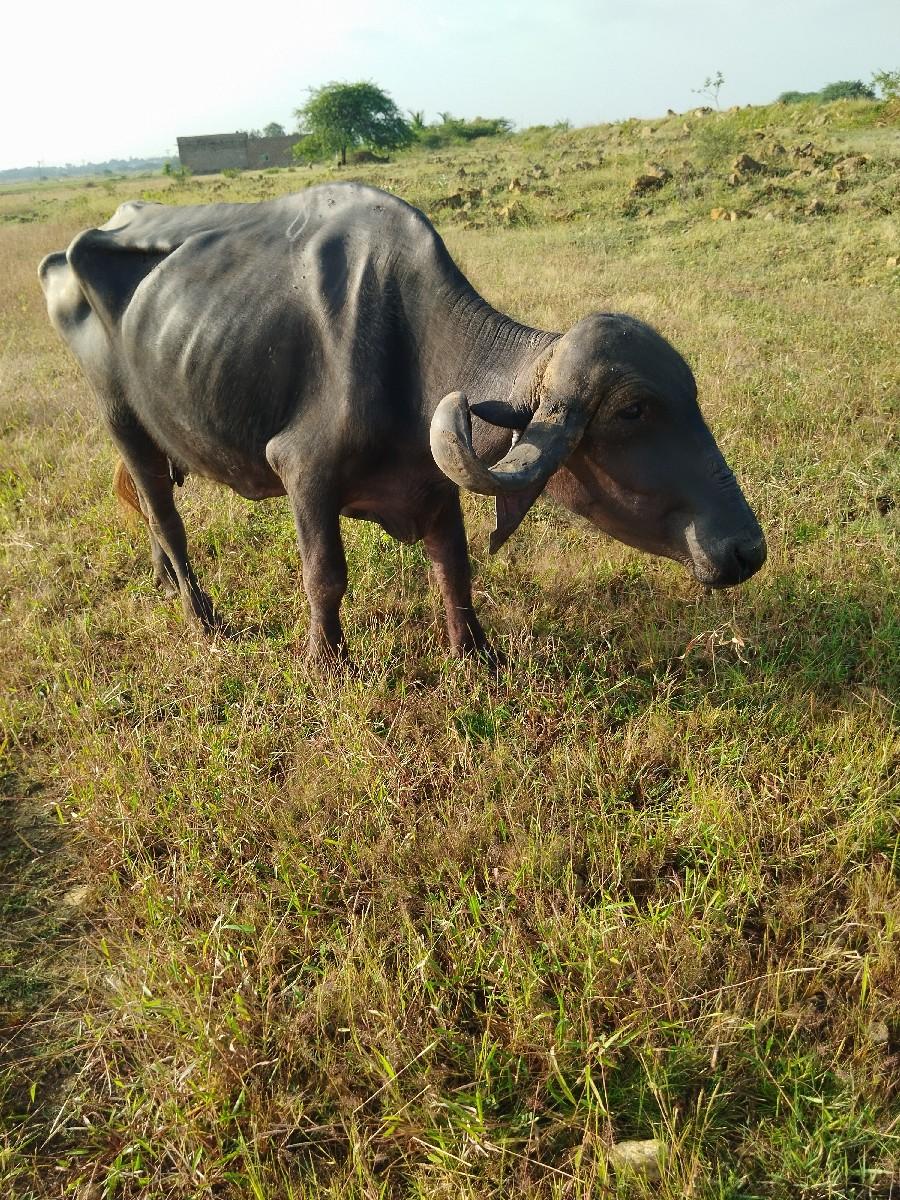 2બીજૂ વેતર