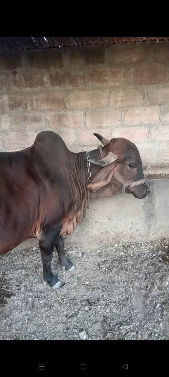 થંબનેલ 2