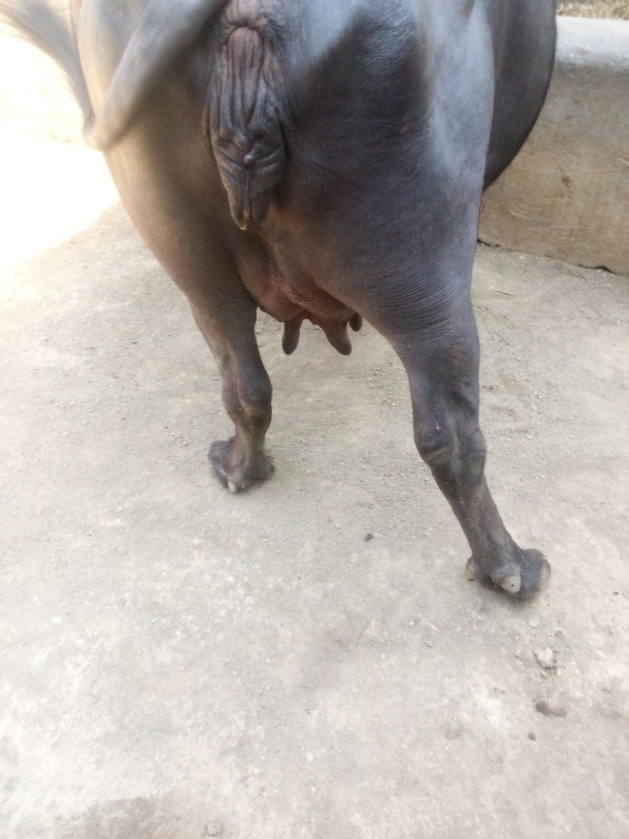 ભેંશ વેચવાની છે