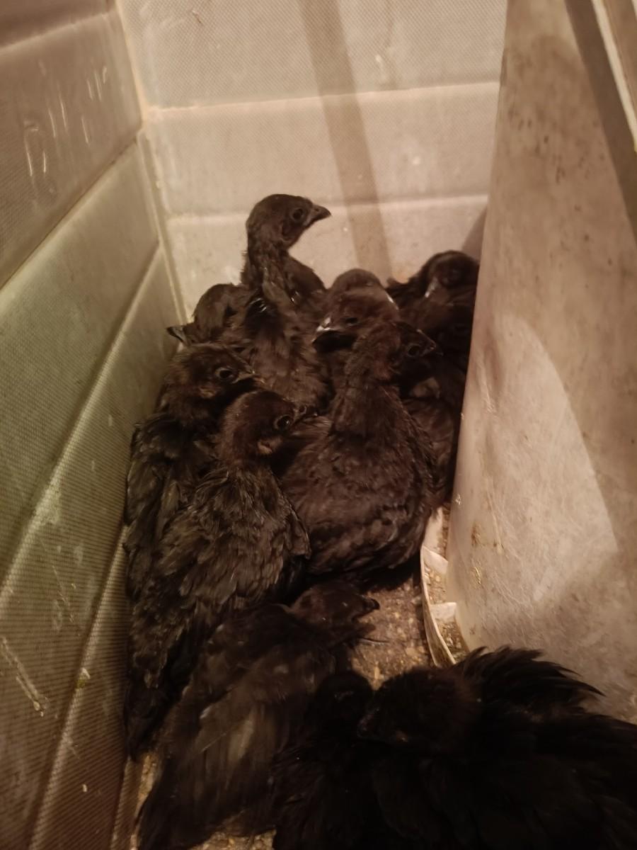 murgha veshvana se bsha se