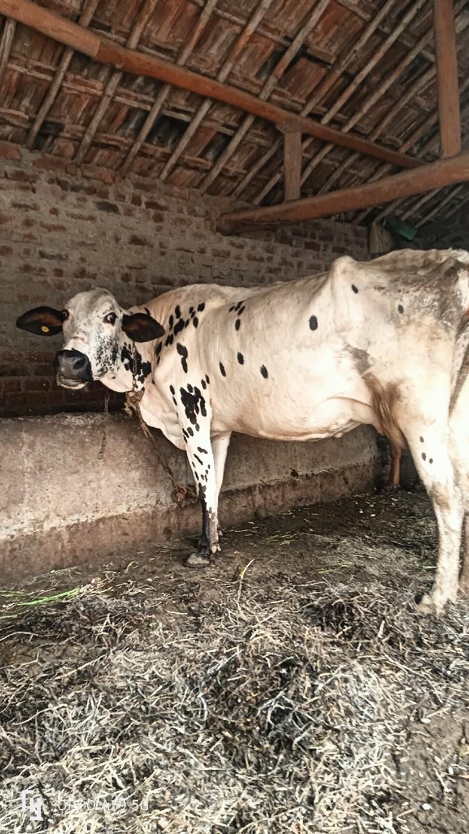 થંબનેલ 3