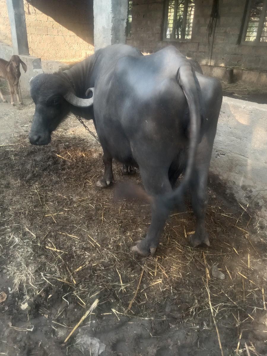 થંબનેલ 2