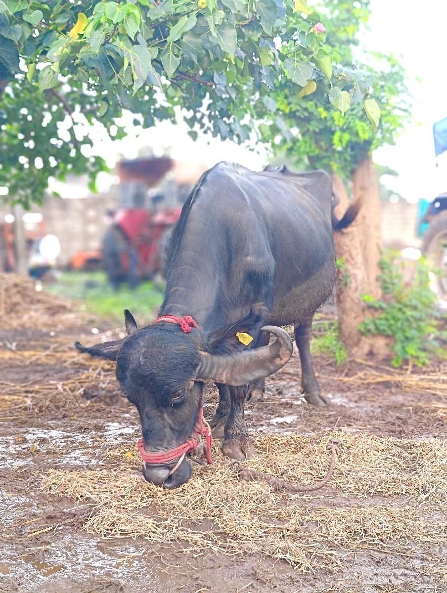 થંબનેલ 2