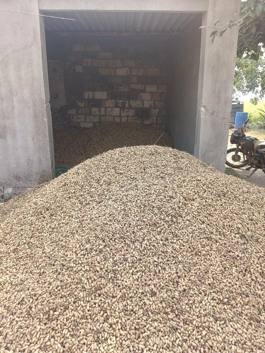 જી 22 મગફળી