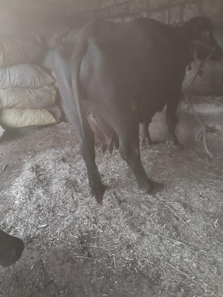 ભેસ વેચવાની છે