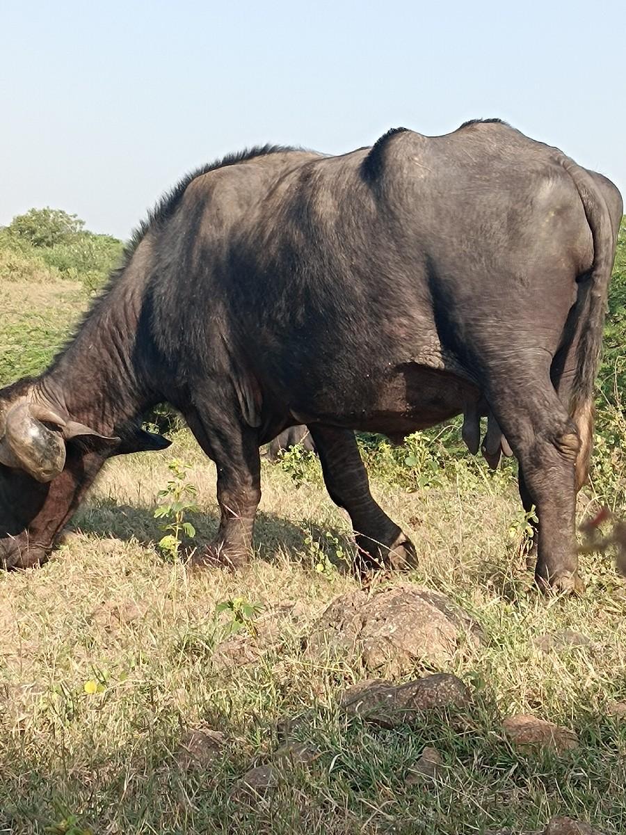 ભેસ વેચવાની છે