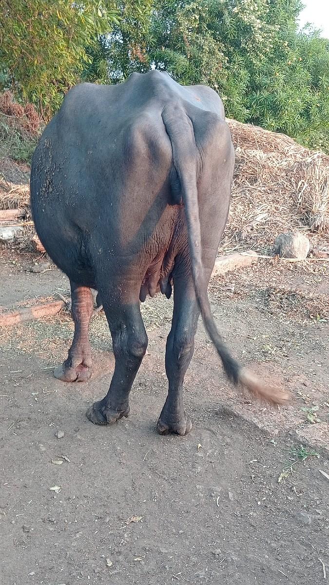 થંબનેલ 2