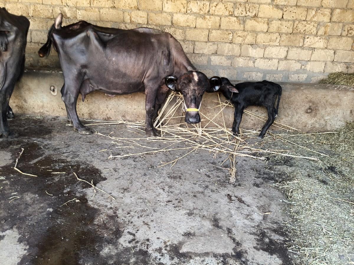 થંબનેલ 3