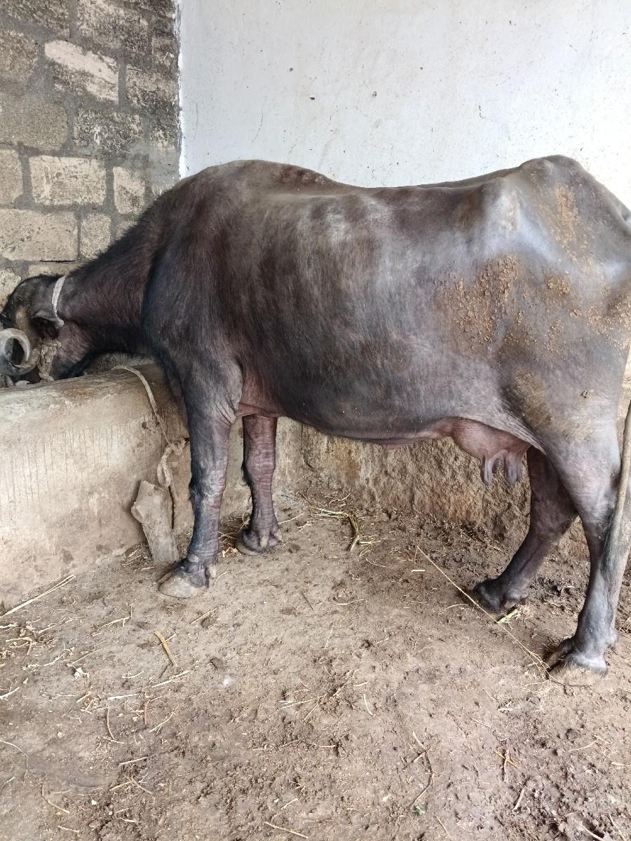 થંબનેલ 2