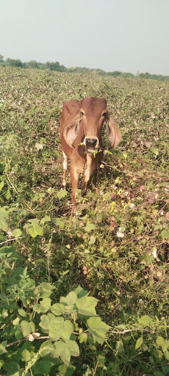 વેસવાની છે