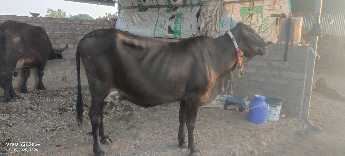 થંબનેલ 2