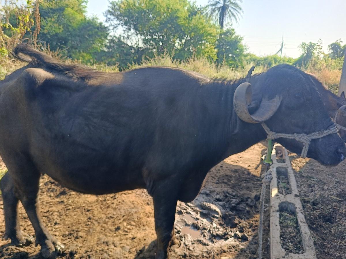 થંબનેલ 3