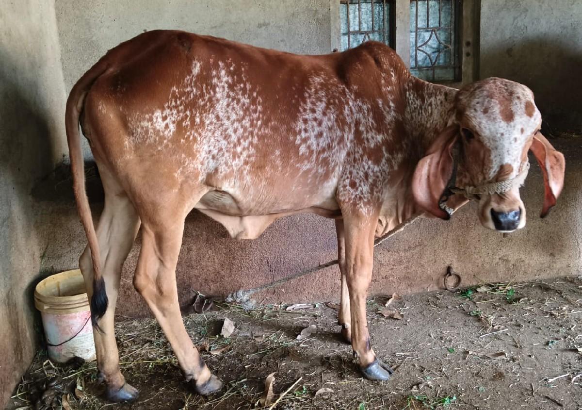 ગીર વાછડી વેસવાની છે.