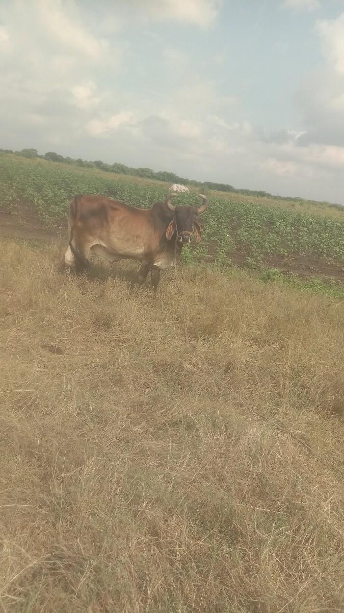 બળદ આપવાના સે