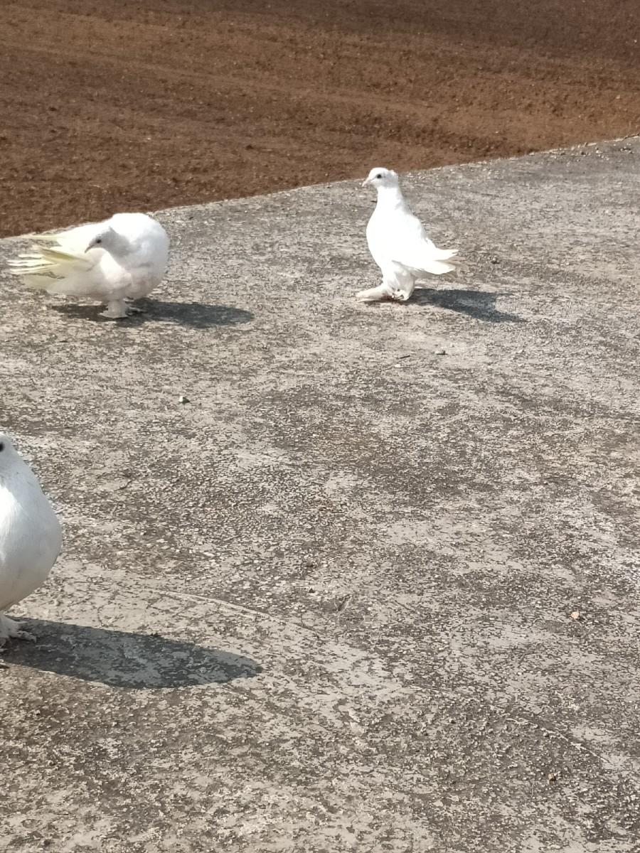 થંબનેલ 3