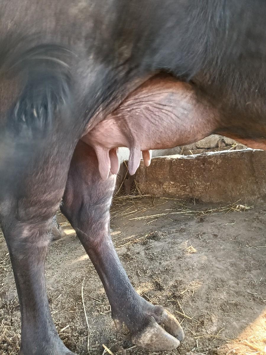 થંબનેલ 3