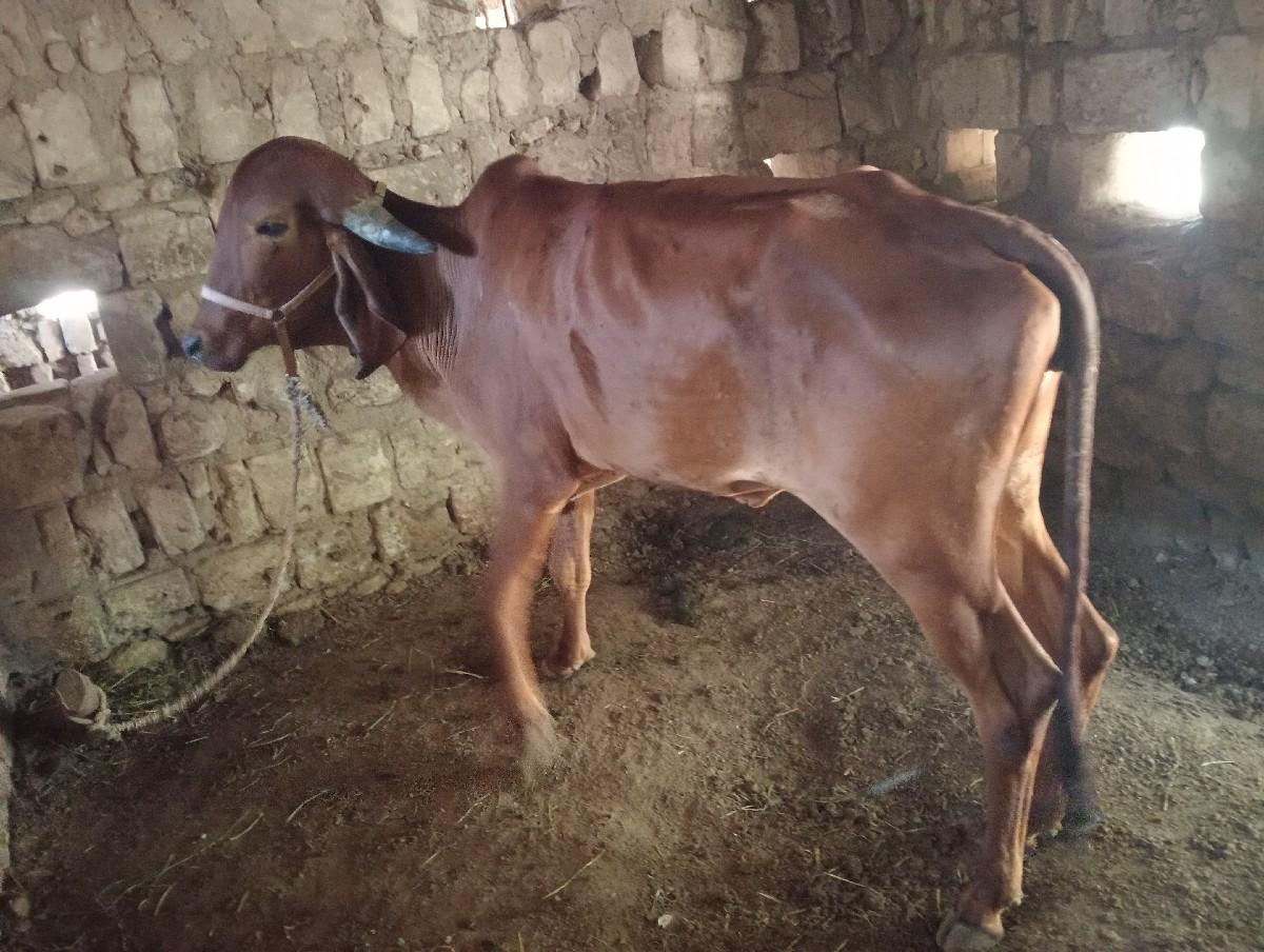 થંબનેલ 2